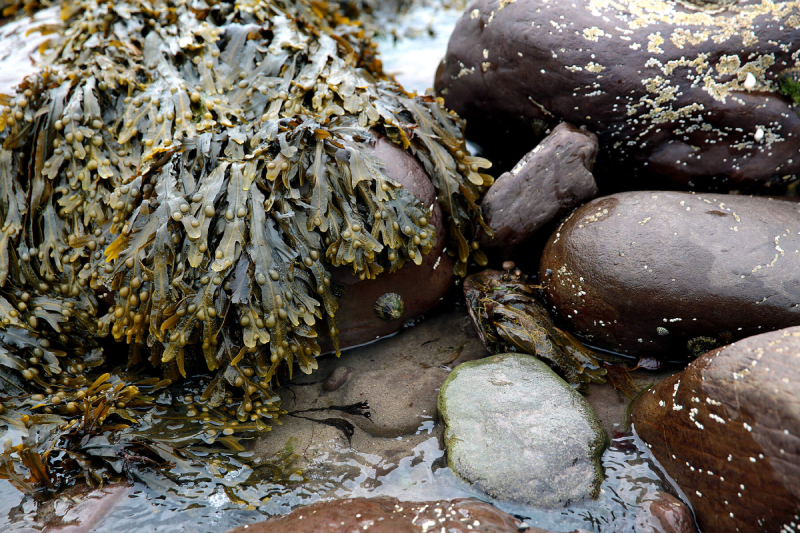 Close-up of seaweed-covered rocks on the coast of Kerry.